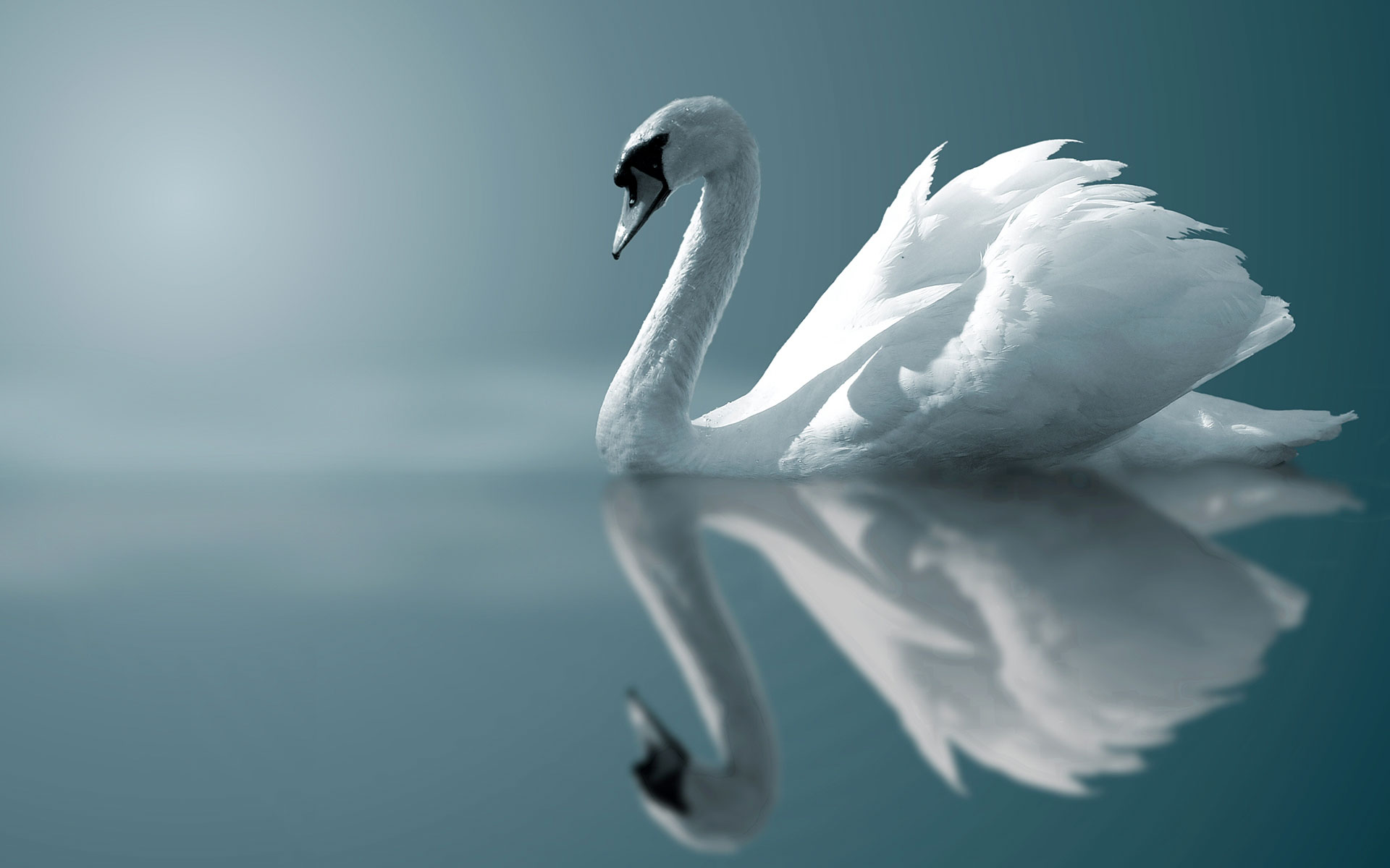 Swan on lake : Nature : Copenhagen Design Demo