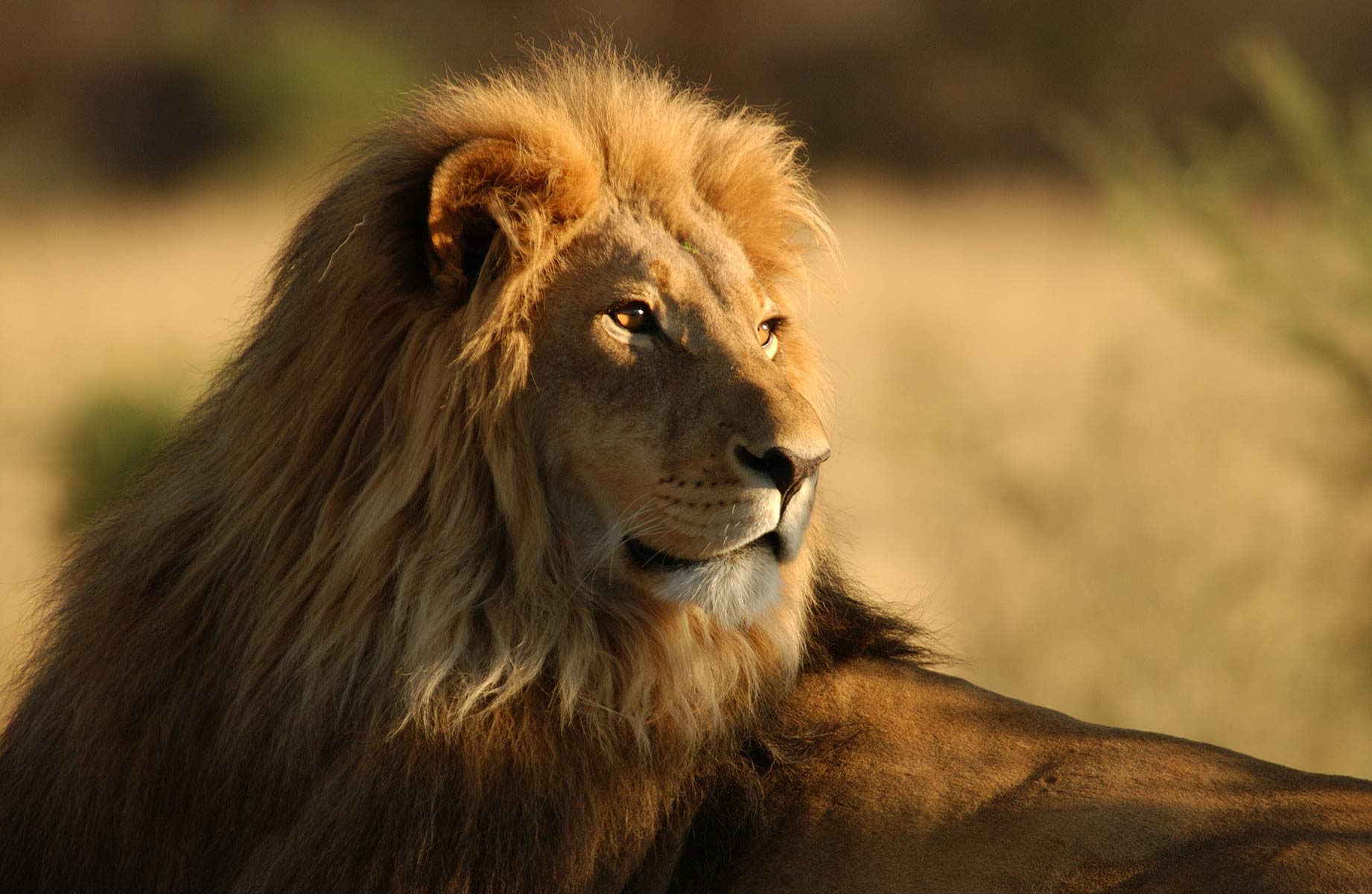 Lion pride in Africa : Nature : Copenhagen Design Demo