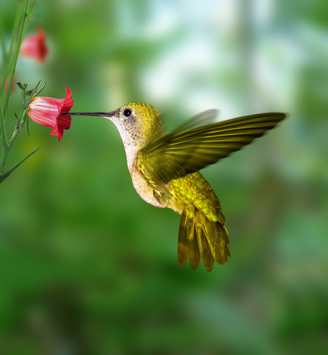 Hummingbird at flower : Nature : Copenhagen Design Demo
