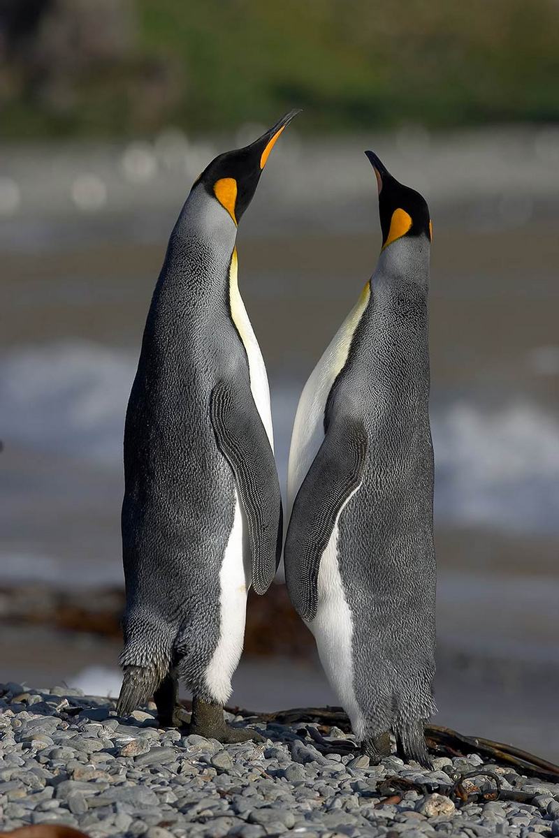 Antarctic penguins : Nature : Copenhagen Design Demo