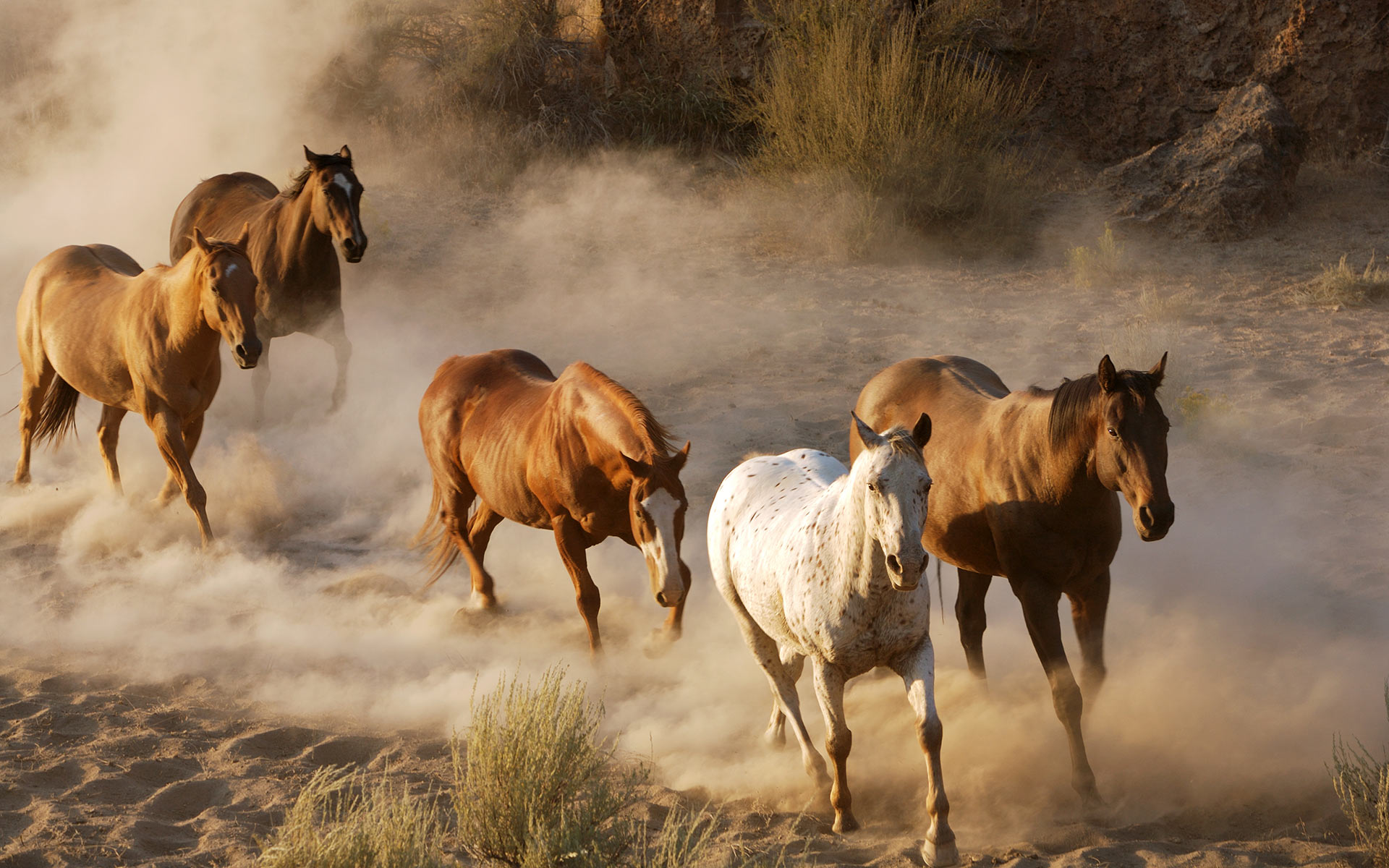 Horses in American southwest : Nature : Copenhagen Design Demo