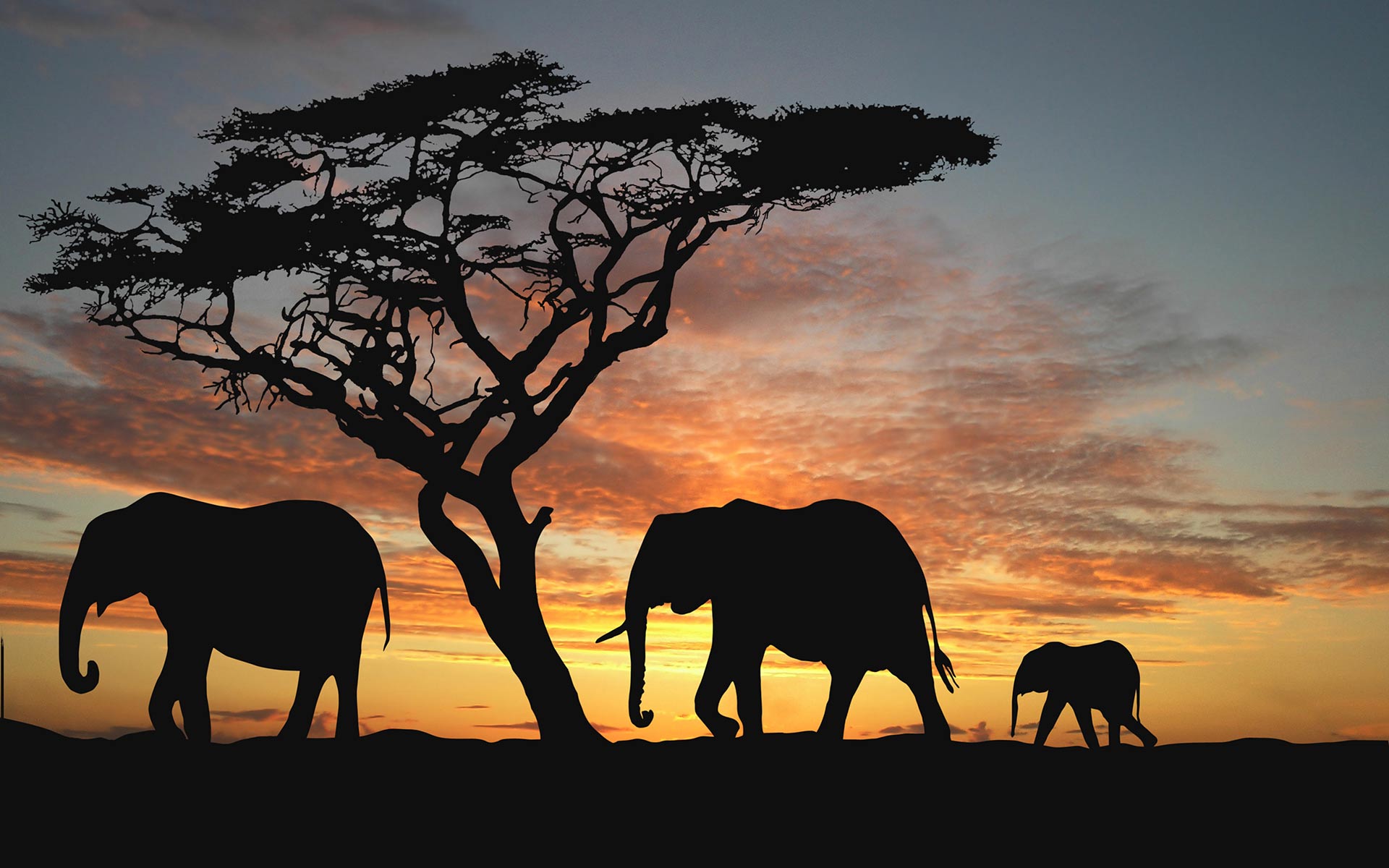 African elephants : Travel : Copenhagen Design Demo