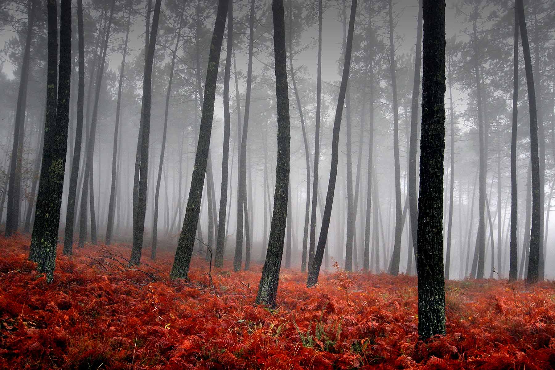 Forest trees in fog : Travel : Copenhagen Design Demo