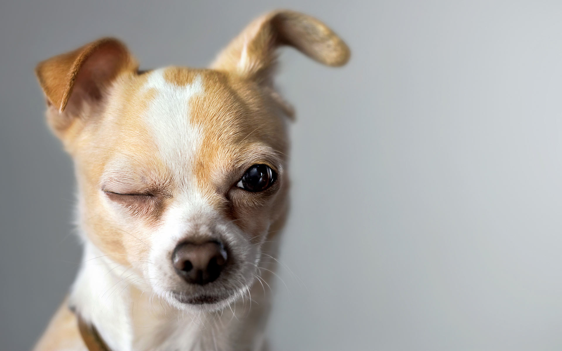 Terrier dog with ear wink : Nature : Copenhagen Design Demo