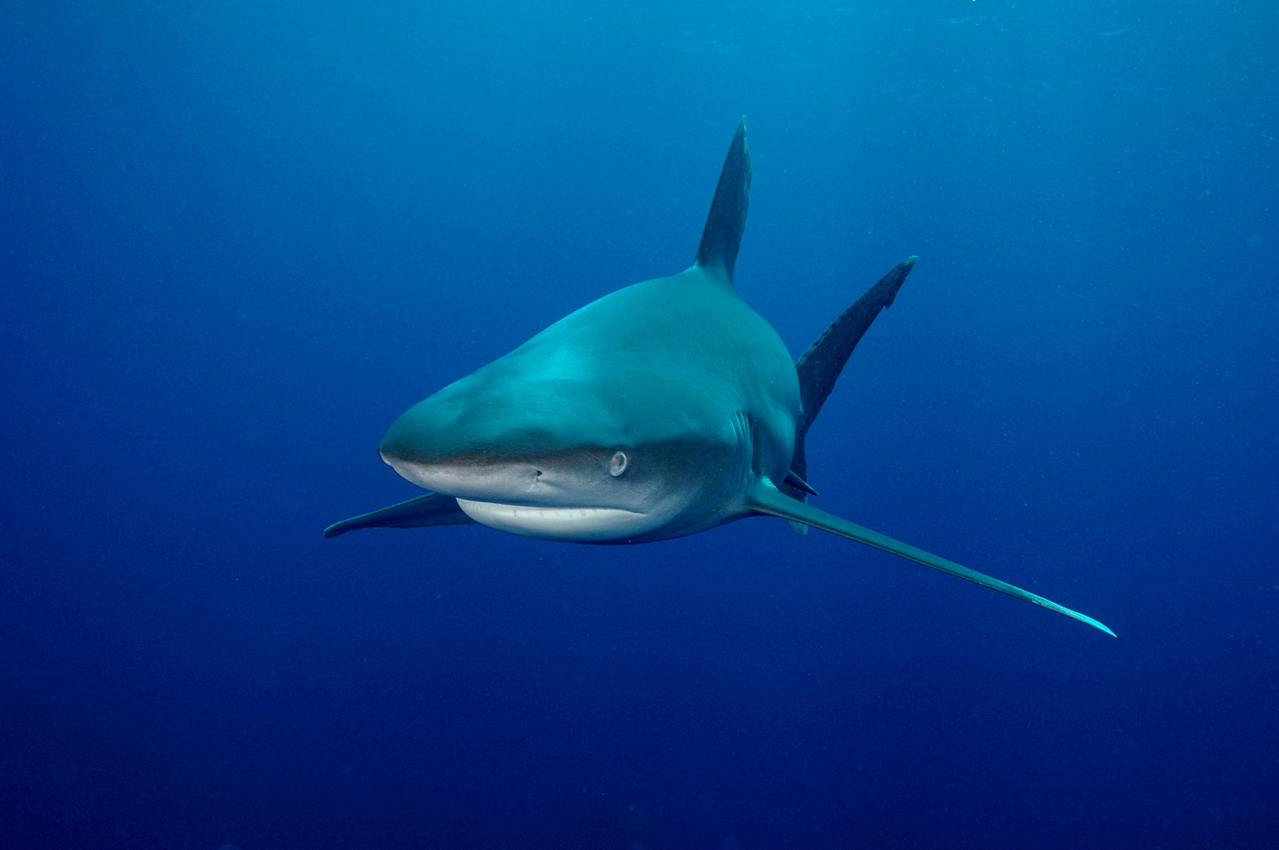 Shark in deep blue sea : Nature : Copenhagen Design Demo